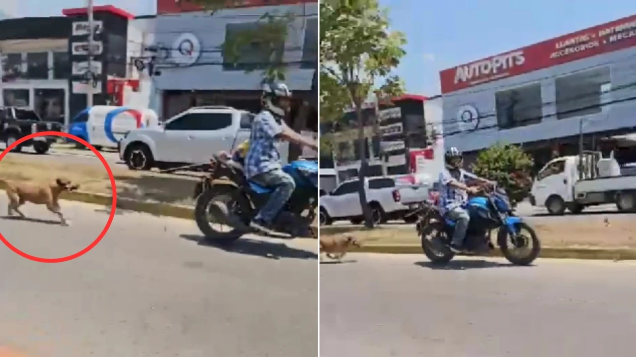 VIDEO: Captan a motociclista arrastrando a un perro en San Pedro Sula Imagen de VIDEO: Captan a motociclista arrastrando a un perro en San Pedro Sula