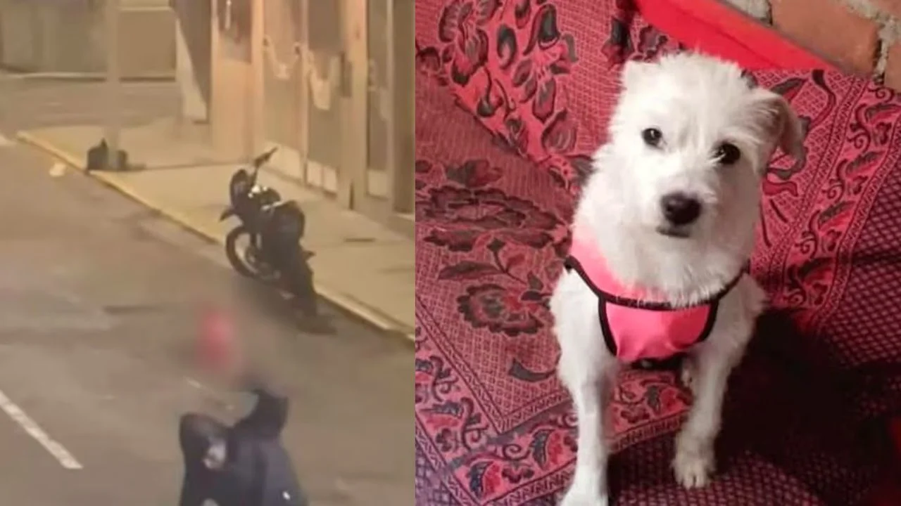 Imagen de Perro Trujillo video: Hombre mata a una perrita y el clip causa indignación