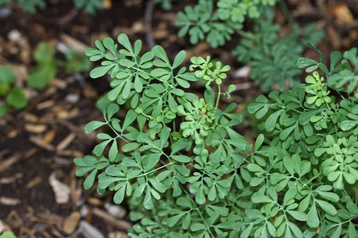 planta de ruda 10 plantas medicinales de Honduras