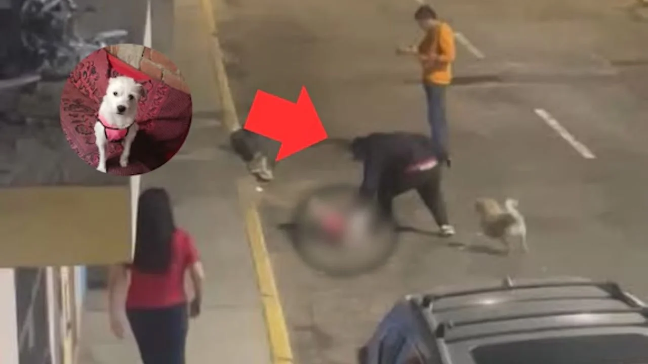 Foto del video de la perrita en Trujillo que fue asesinada 