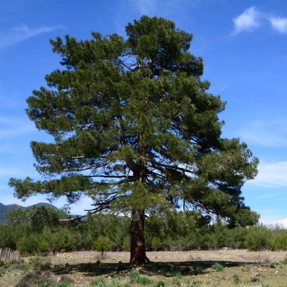 árbol pinus oocarpa, arbol nacional de Honduras
