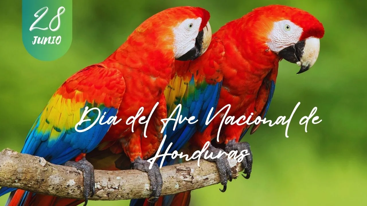 Día del Ave Nacional: la Guacamaya, símbolo de libertad y orgullo de Honduras Imagen de Día del Ave Nacional: la Guacamaya, símbolo de libertad y orgullo de Honduras