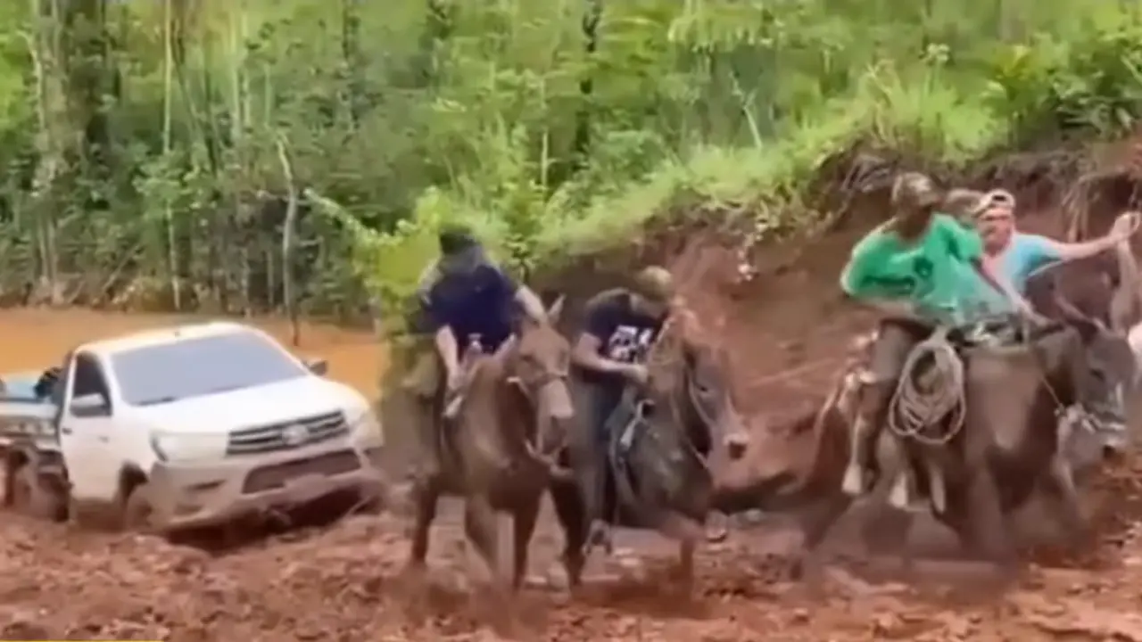 Cinco mulas halan un carro en medio de carretera destruida en Olancho Imagen de Cinco mulas halan un carro en medio de carretera destruida en Olancho
