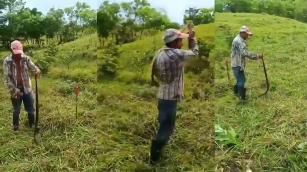 Imagen de Hondureño desafía a la muerte al atrapar una barba amarilla en Olancho