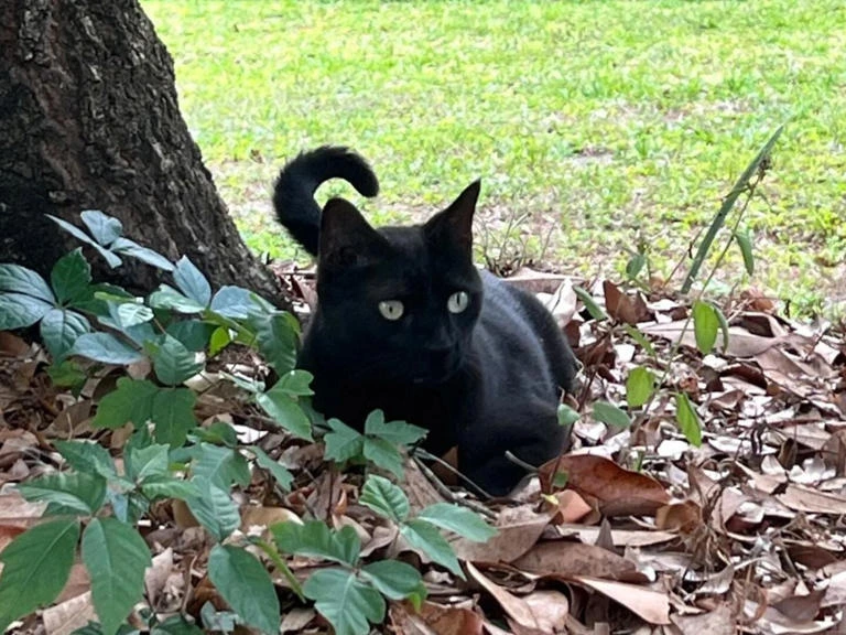 El felino curioso en Gainesville, Florida llamado: Pepper, un ser que está revolucionando el mundo de la virología con su instinto de caza. Foto: cortesía