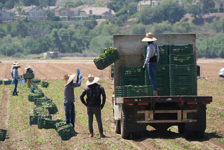 Trabajadores agrícolas recolectan verduras, el 12 de junio de 2025, en Moorpark, California. Foto: cortesía de AP Foto/Damian Dovarganes.
