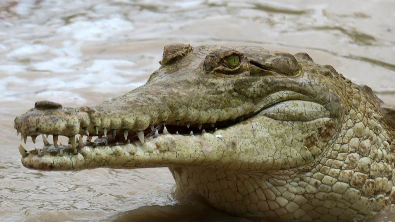 Cocodrilo en el interior de un río.