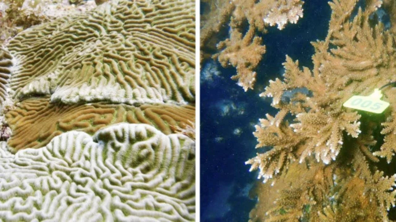 Corales hondureños hacia Florida.