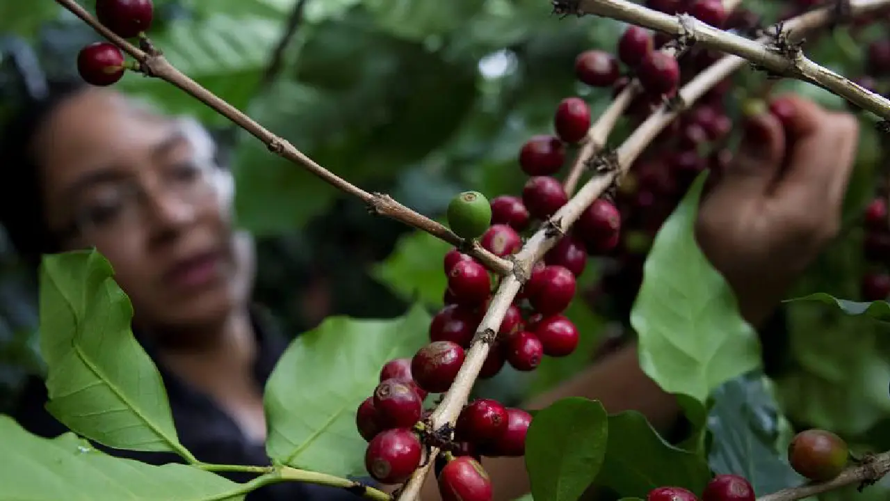 Imagen de Las exportaciones de café hondureño crecen un 3 % en la cosecha 2024-2025