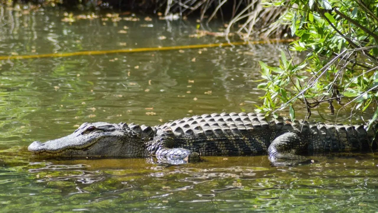 Cocodrilo mata a un adolescente mientras se estaba lavando los pies en un río Imagen de Cocodrilo mata a un adolescente mientras se estaba lavando los pies en un río