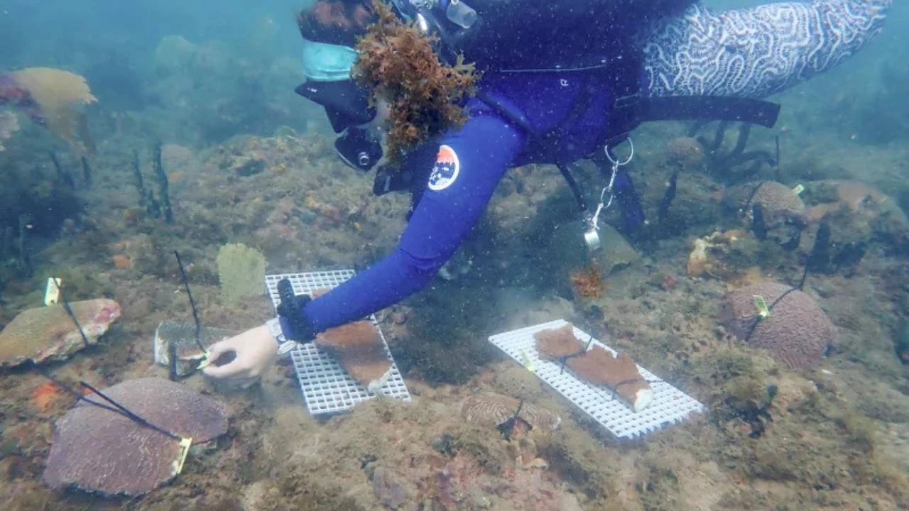 Imagen de Cruce de corales de Honduras y Florida busca salvar costas del sur de EE.UU.