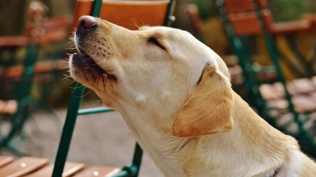 ¿Cuándo un perro aúlla alguien muere? Lo que realmente significa Imagen de ¿Cuándo un perro aúlla alguien muere? Lo que realmente significa