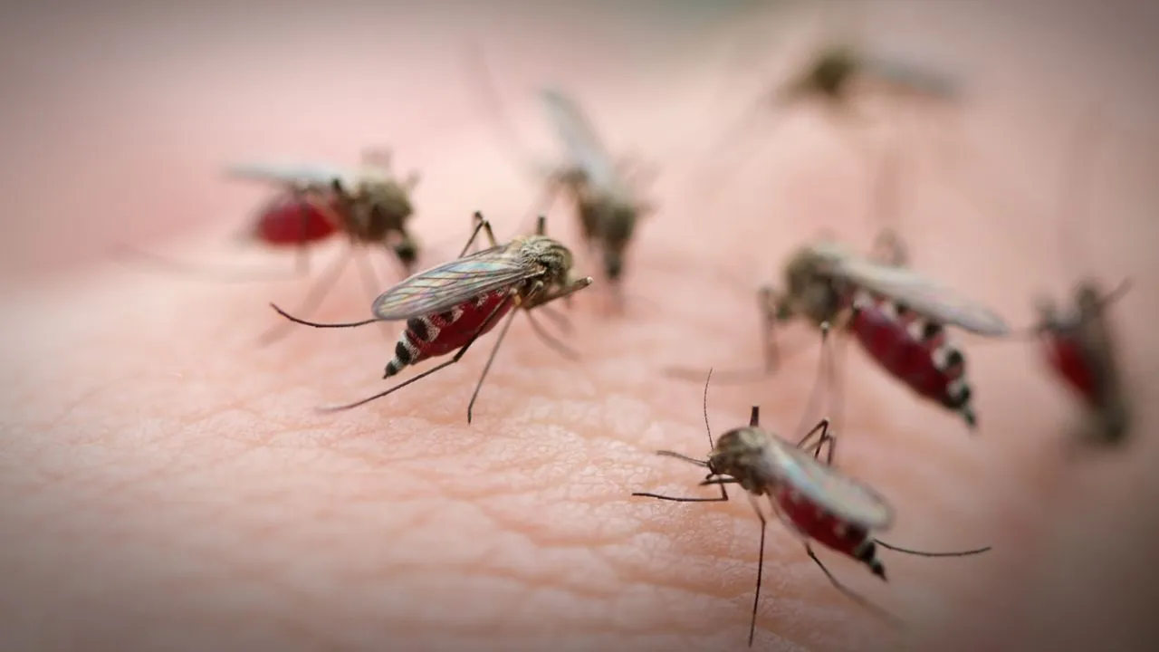 Imagen Principal de Nota: Madre cae en coma tras ataque de mosquitos durante vacaciones familiares