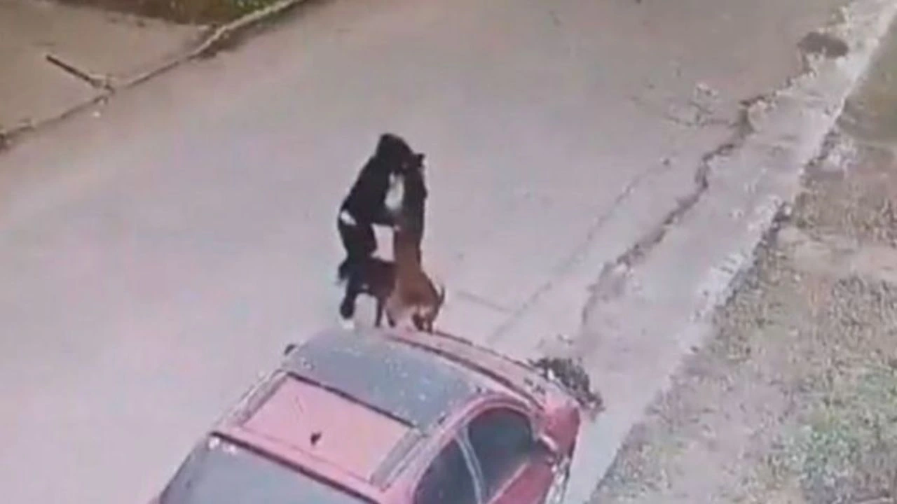 Mujer sufre brutal ataque de dos perros y queda grave por mordidas en el rostro Imagen de Mujer sufre brutal ataque de dos perros y queda grave por mordidas en el rostro