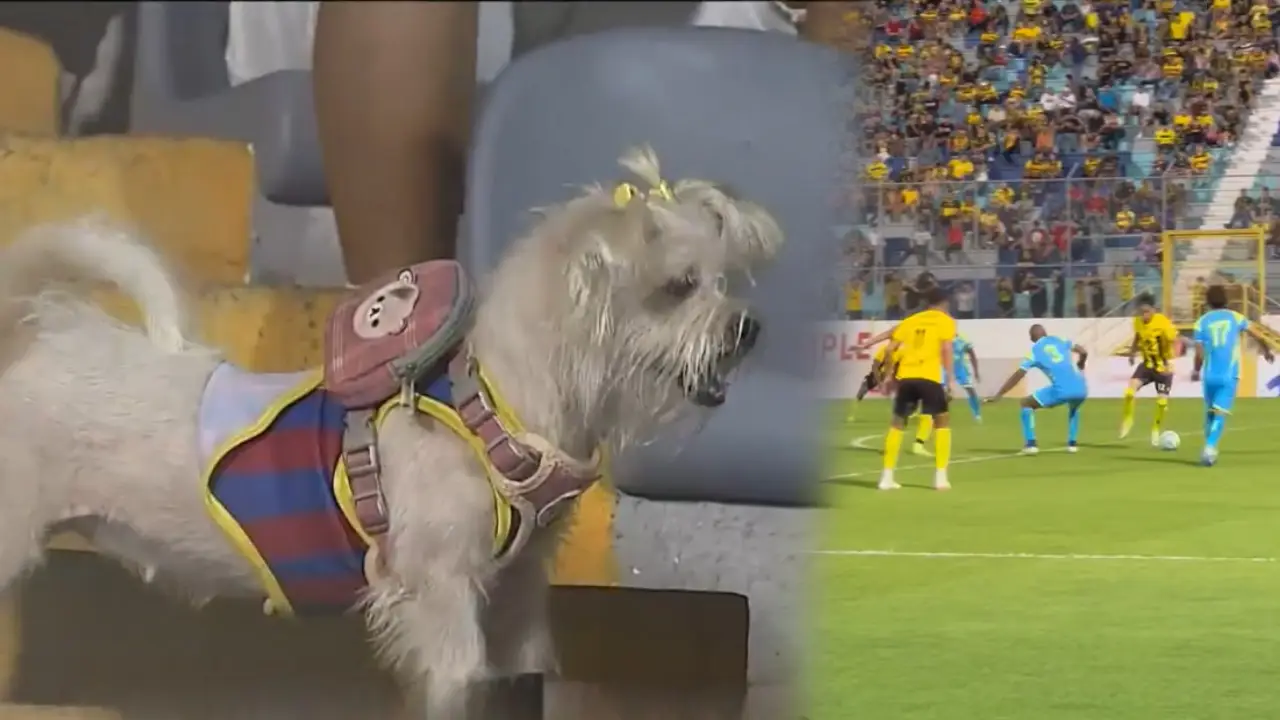 Imagen de VIDEO: Perrita se roba el show en partido inaugural del torneo Apertura 2025-26
