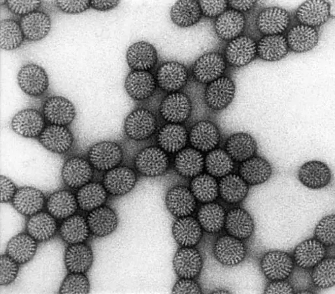 Pepper ha puesto en evidencia la existencia de virus silvestres hasta ahora invisibles. Foto: cortesía de redes sociales