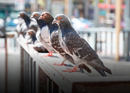 Entre sus patas se encontraba un mensaje escrito en urdu e inglés. Foto: cortesía de redes sociales 