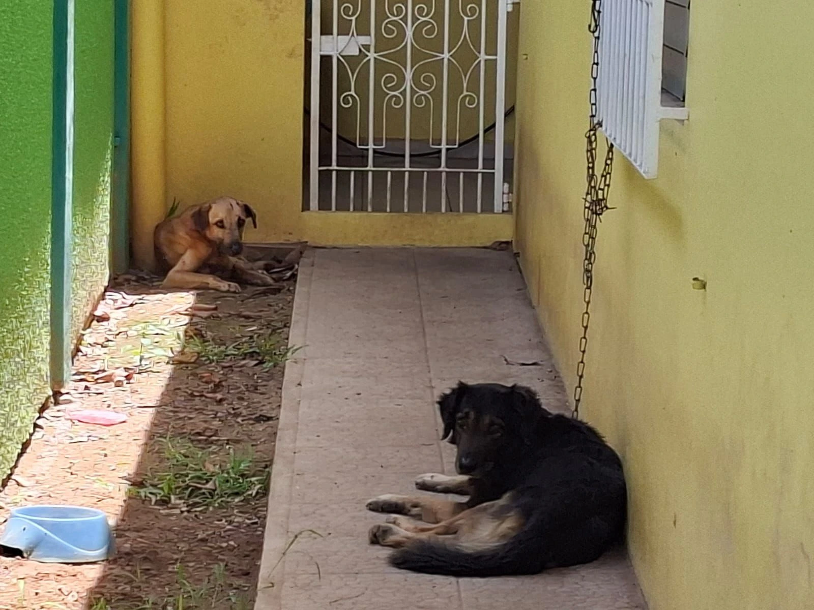 Caninos que presuntamente atacaron al maestro.