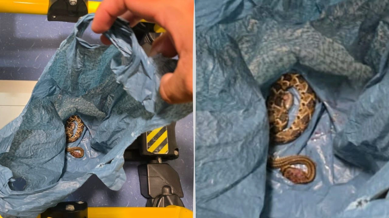Imagen Principal de Nota: Niña de dos años es mordida por serpiente cascabel en Cedros y es hospitalizada