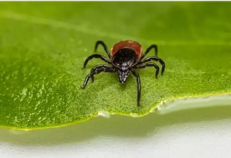 La garrapata que provocó su muerte es conocida como estrella solitaria.