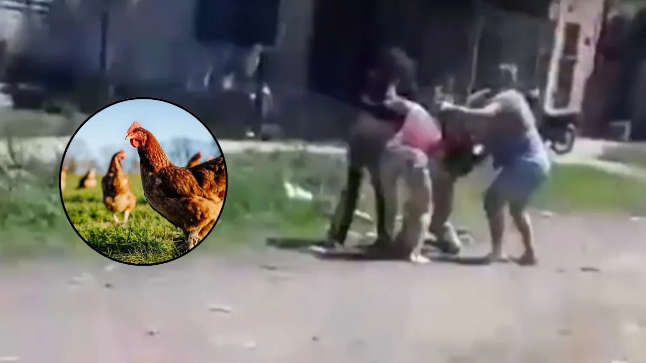 Insólito: Pelea por una gallina termina con dos mujeres heridas Imagen de Insólito: Pelea por una gallina termina con dos mujeres heridas