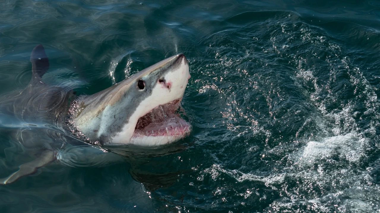 Mujer muere y hombre queda gravemente herido tras ataque de tiburón