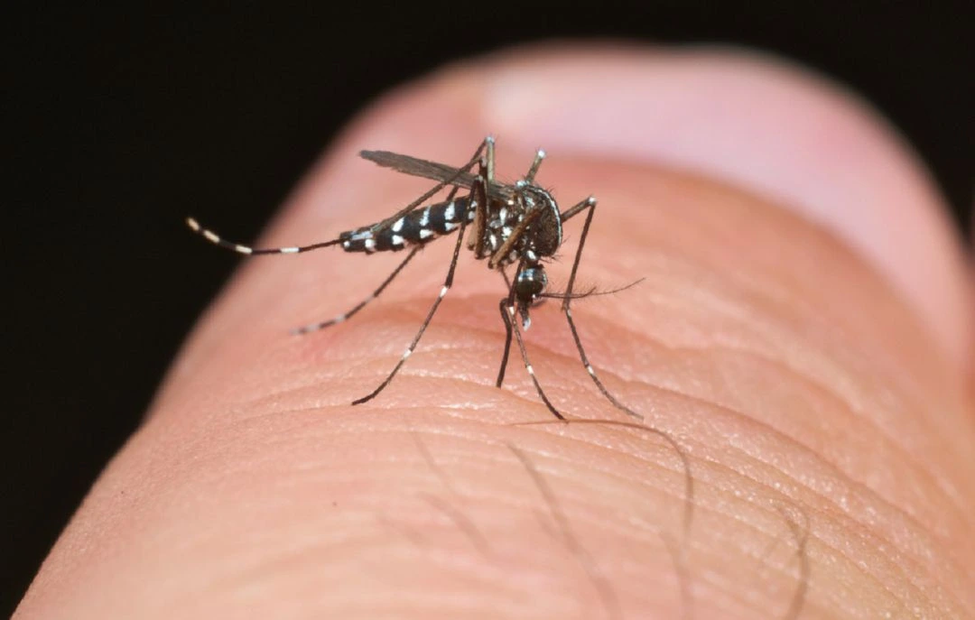 Los mosquitos siguen proliferando a estas alturas del año. Foto: cortesía de redes sociales