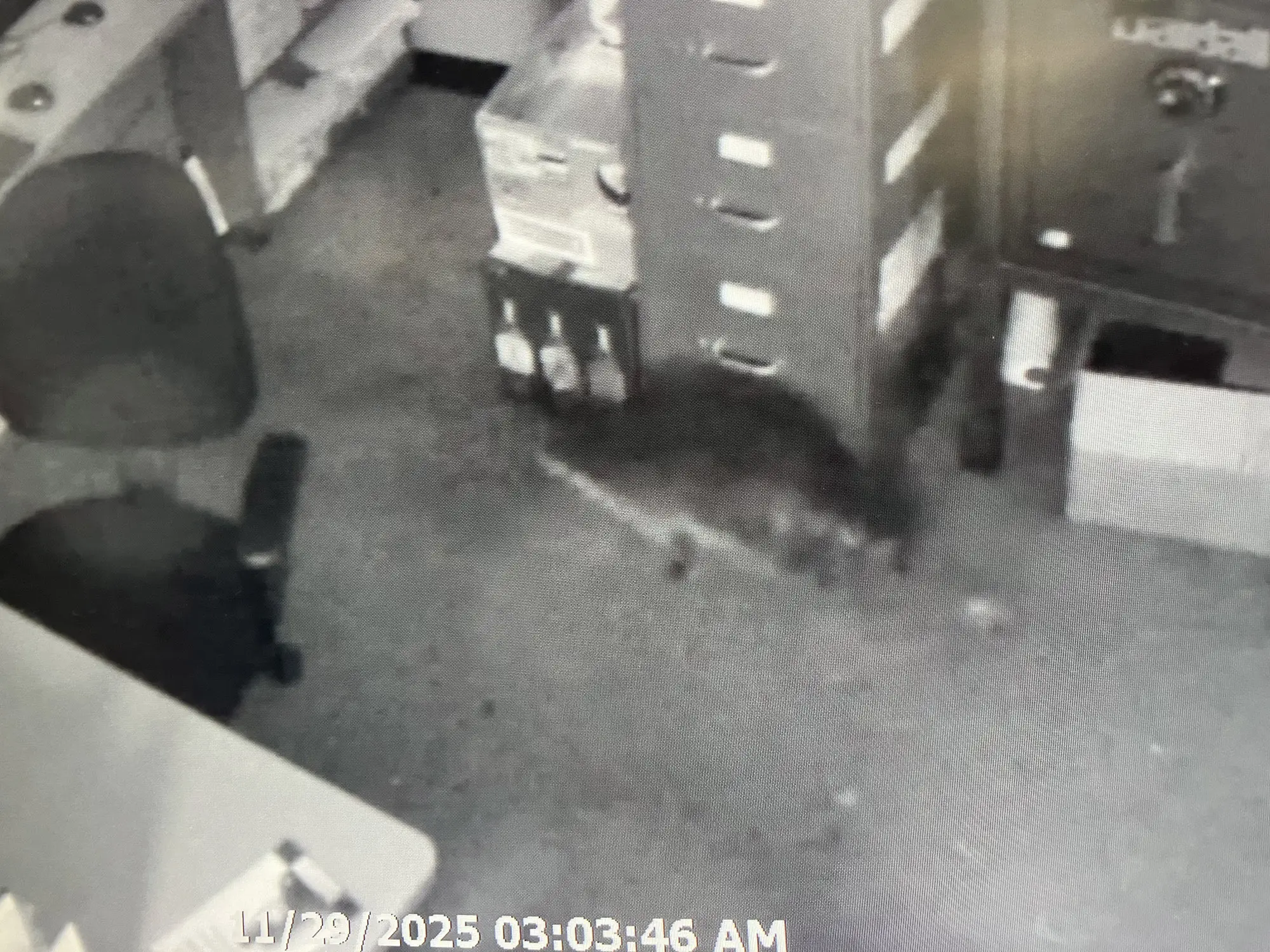 Foto del mapache que ingresó a la licorería y terminó borracho