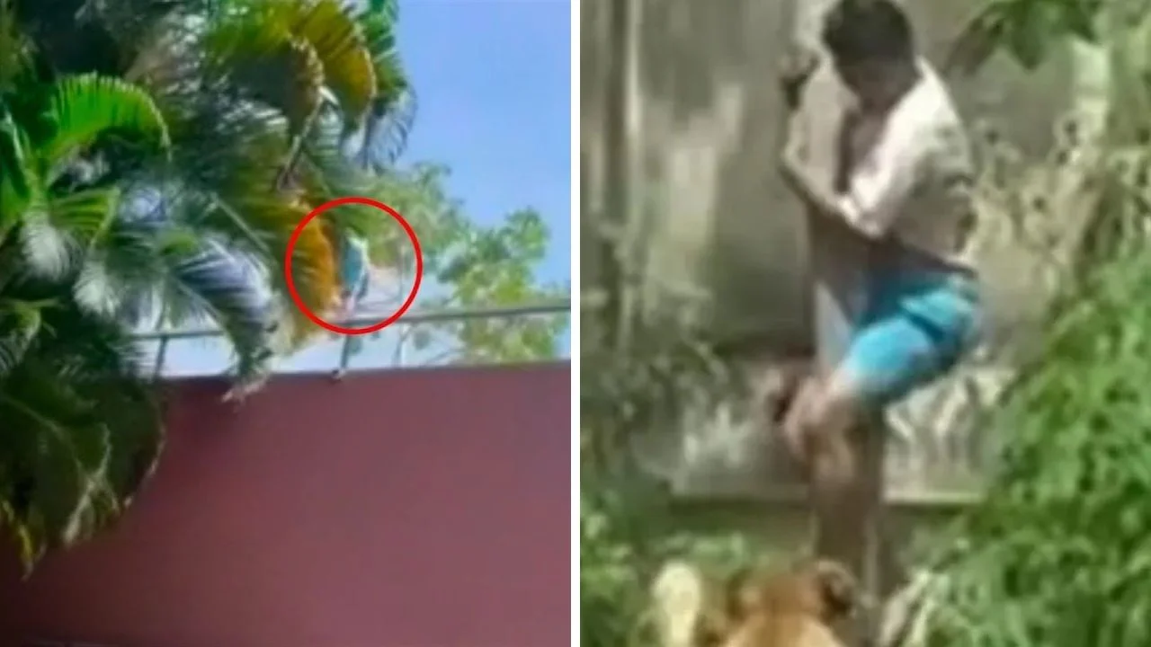 Foto del video de la leona que mató a hombre en un zoologico en Brasil 