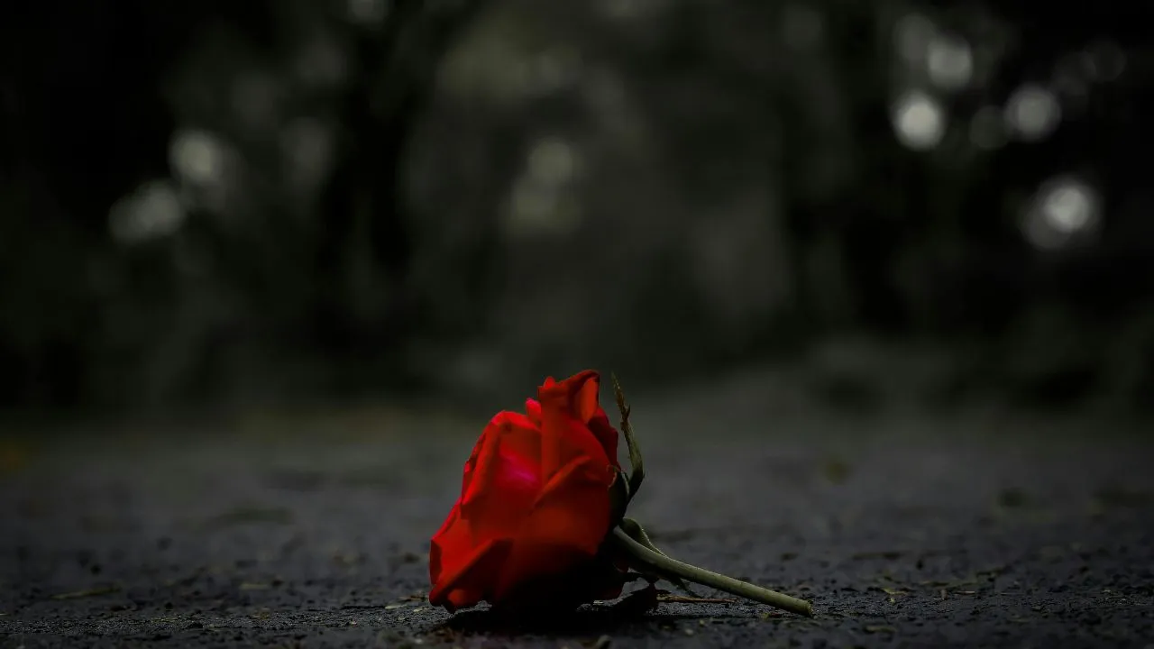 Una rosa en el suelo.