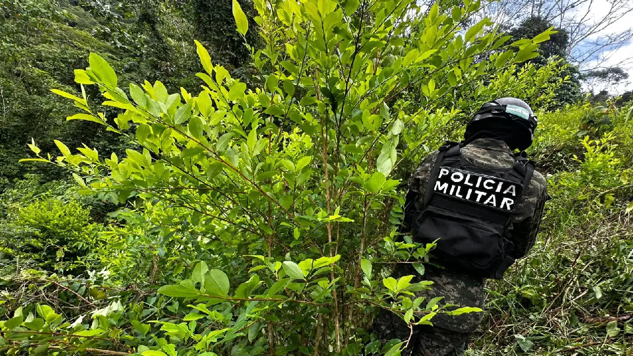 Decomiso de plantas de coca en Honduras