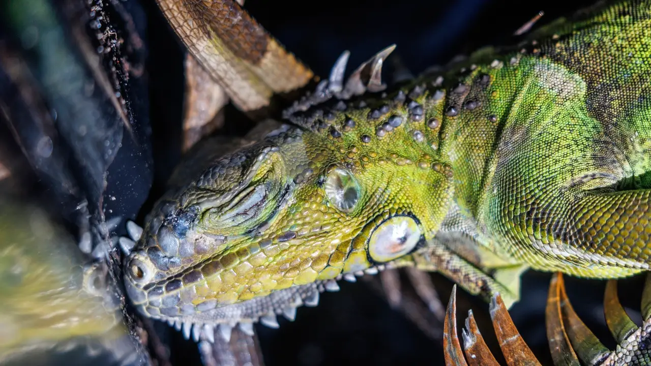 Iguana congelada por frío