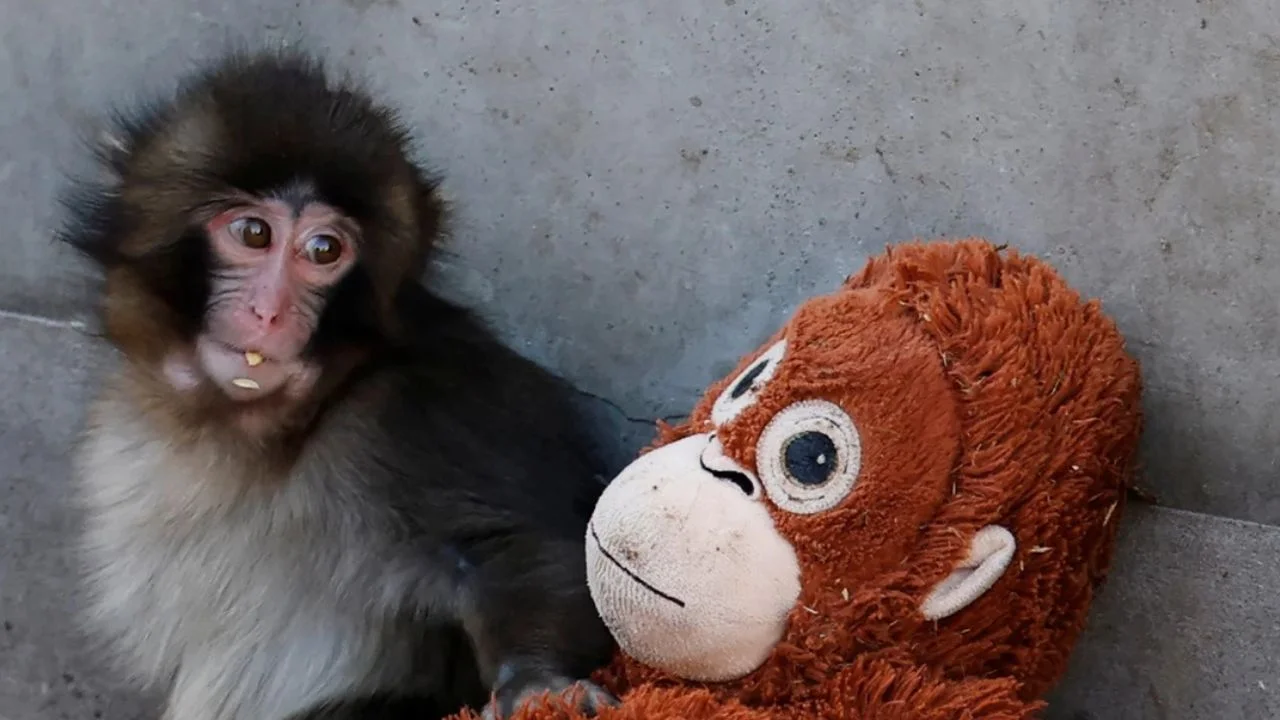 Mono Punch y su mono de peluche.