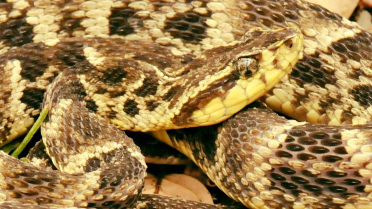 Serpiente Barba Amarilla