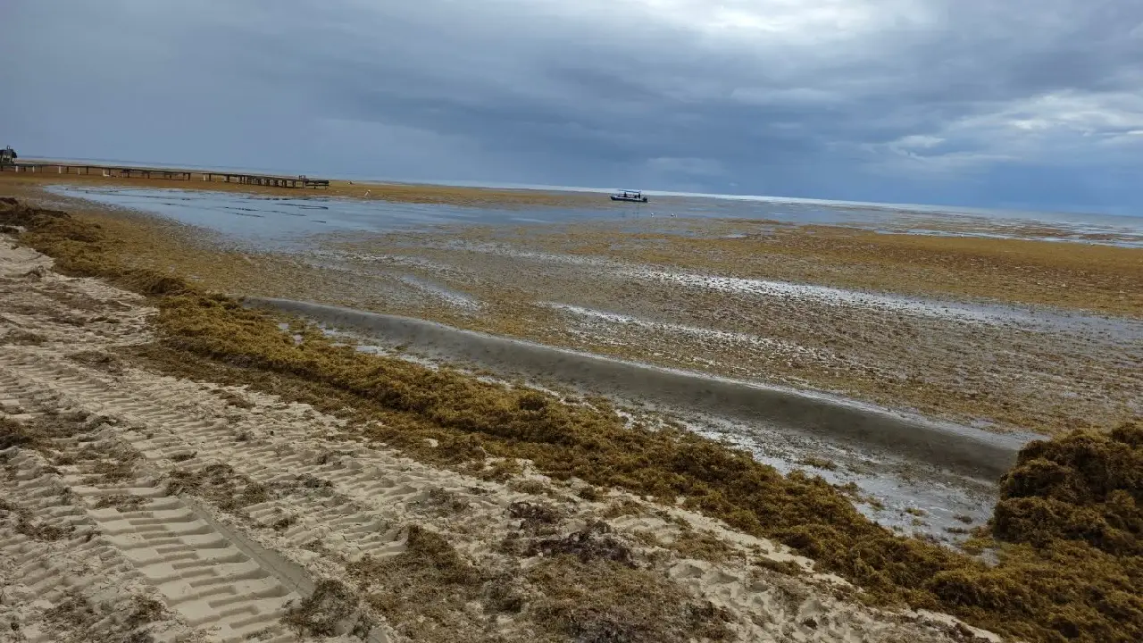 Sargazo en playa de Roatán 