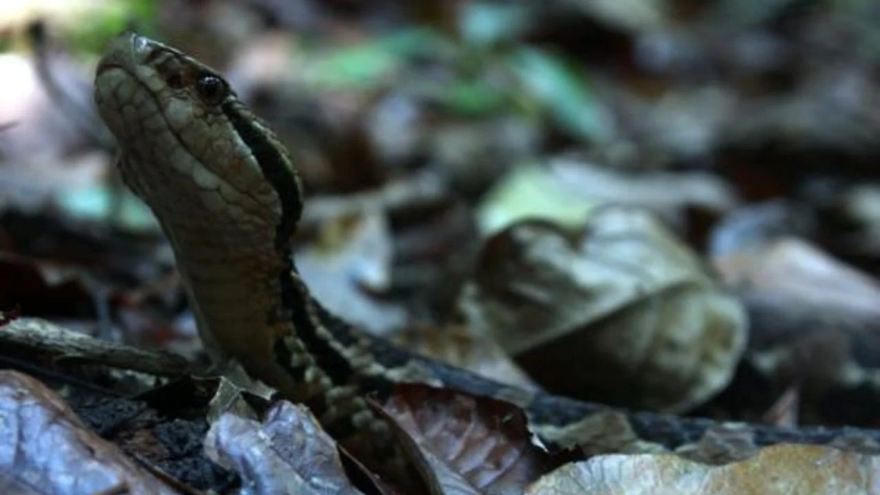 Serpiente Cerrophidion wilsoni
