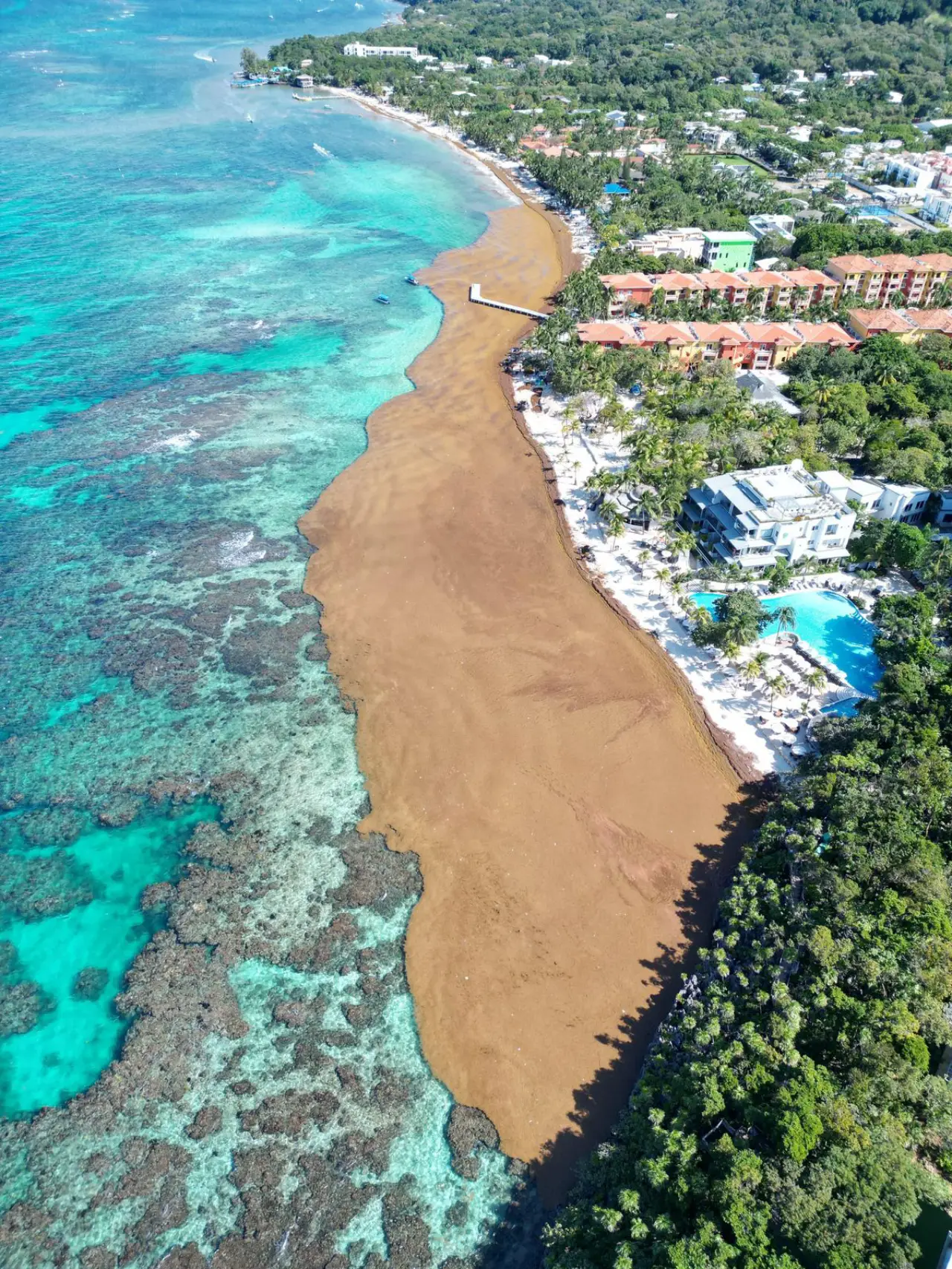 Vista aérea de la playa de West Bay llena de sargazo 