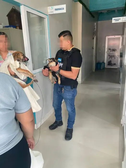 perros a los que hondureño les negaba la comida