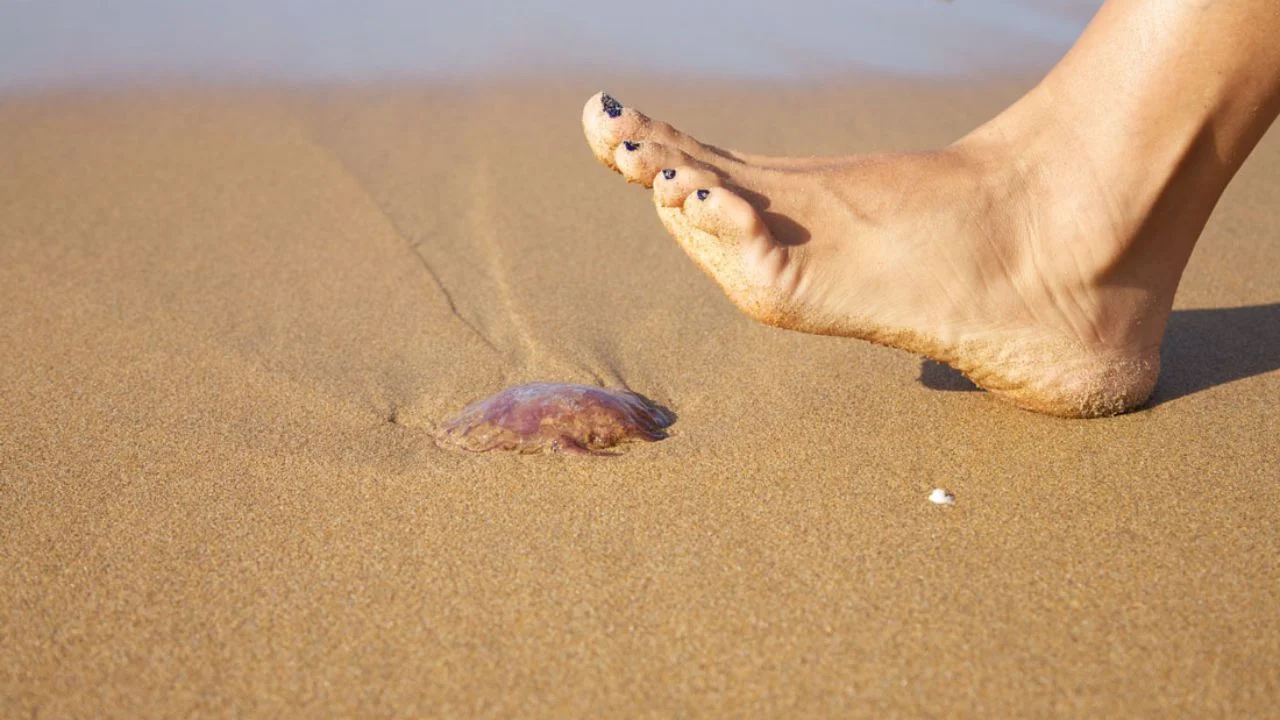 Foto de una medusa en el mar