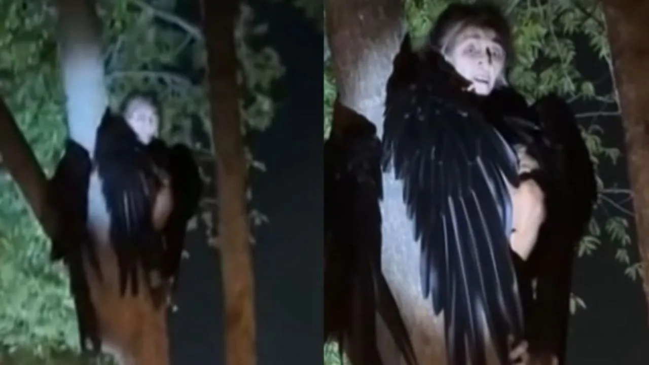 Imagen de Video muestra extraña 'bruja' con alas de pájaro escondida en un árbol