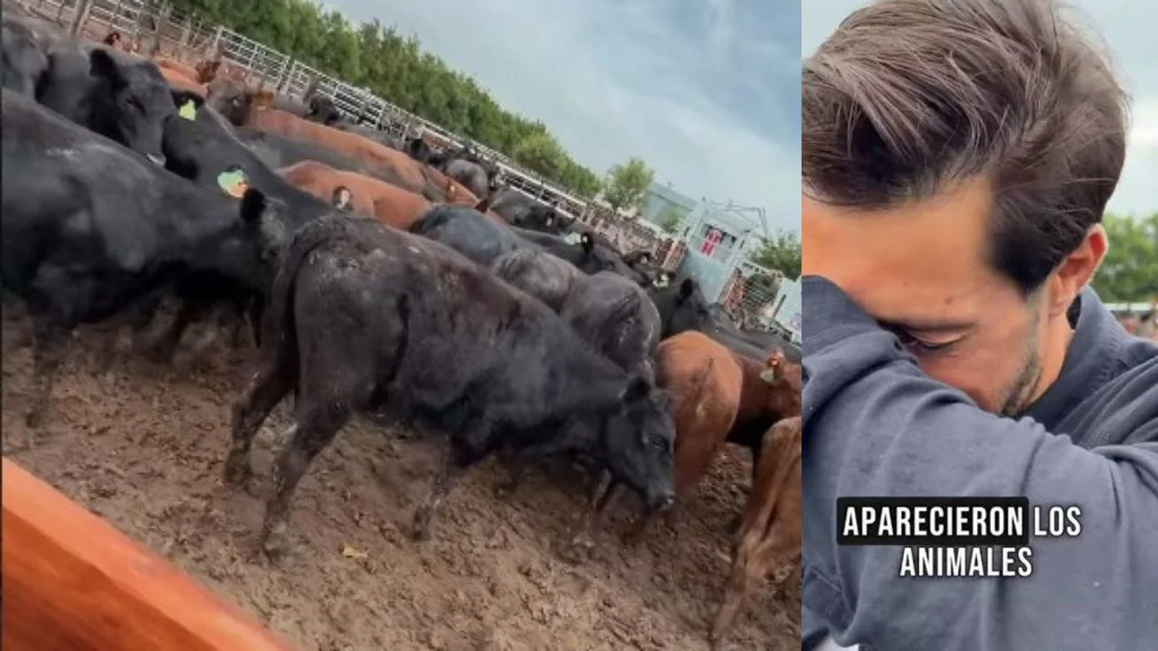 Bovinos recuperados en un establecimiento rural tras un operativo de la Policía de Santa Fe en el caso de Bruno Riboldi