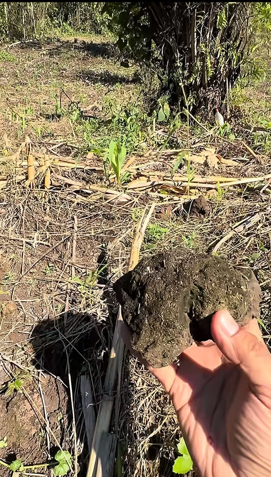 Volcán Lago de Yojoa