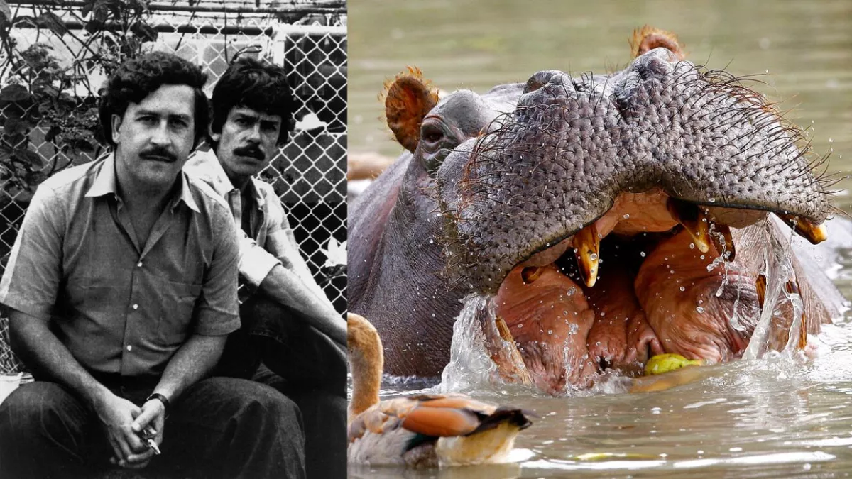 Hipotamos Pablo Escobar