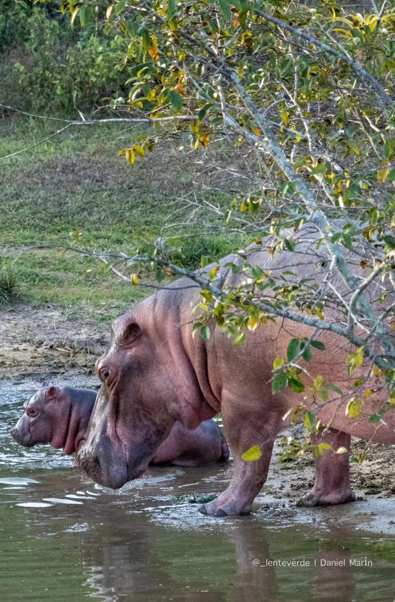 Hipopotamos Colombia