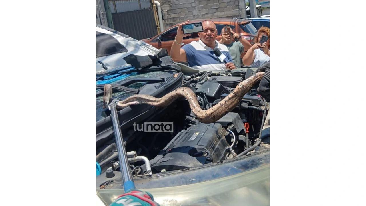 Boa encontrada en el interior de un vehículo en la capital.