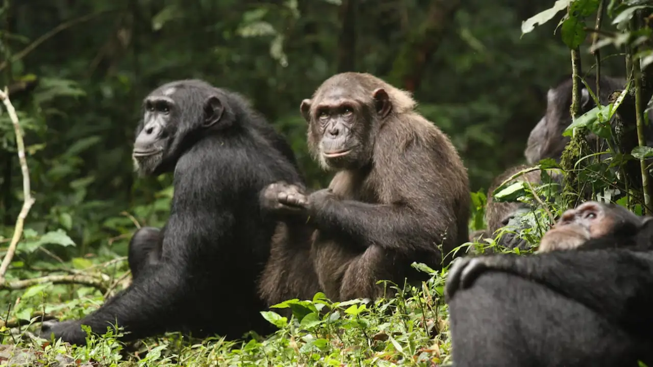 guerra civil chimpances