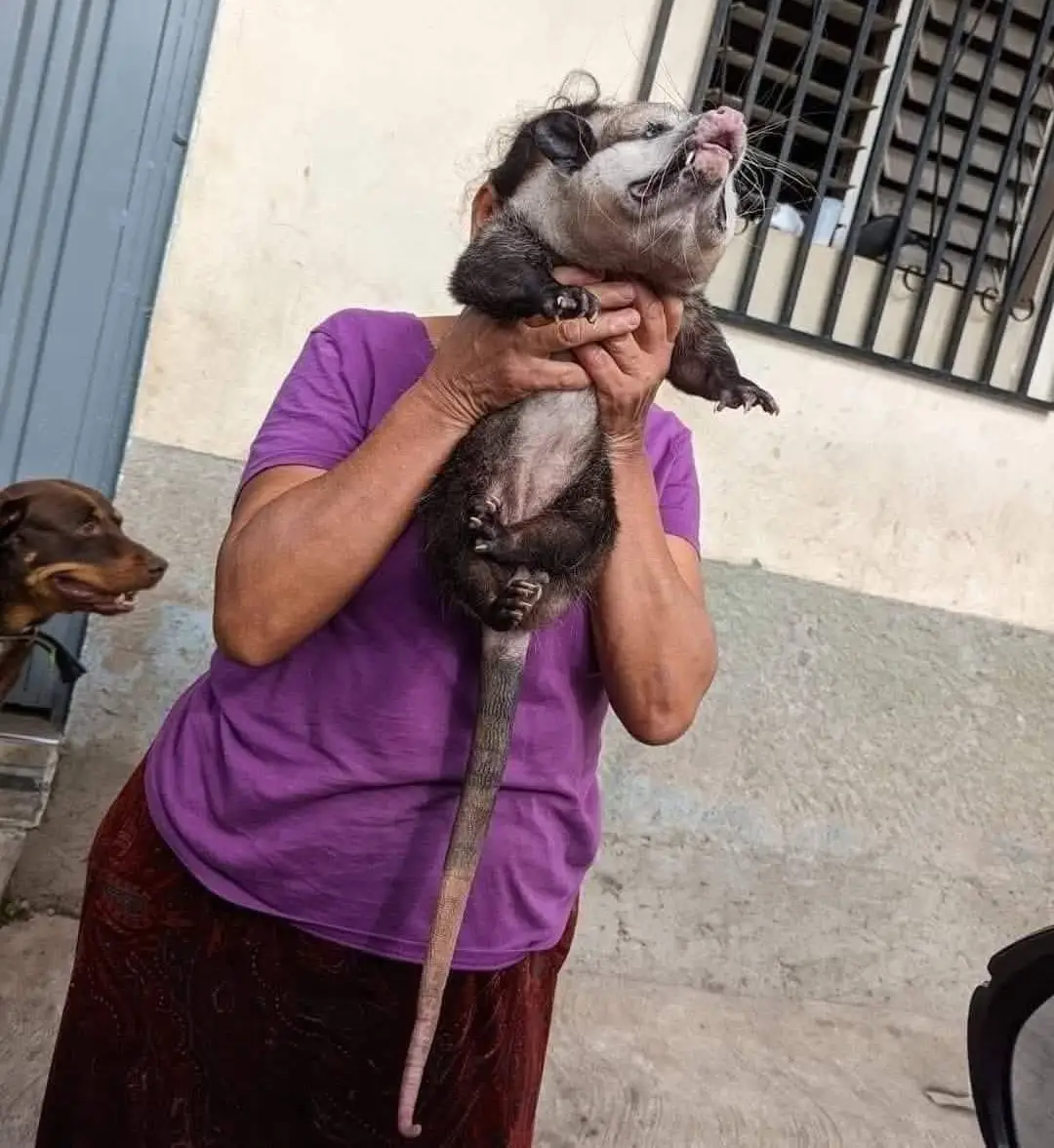 hondureña que tiene un tacuazín como mascota