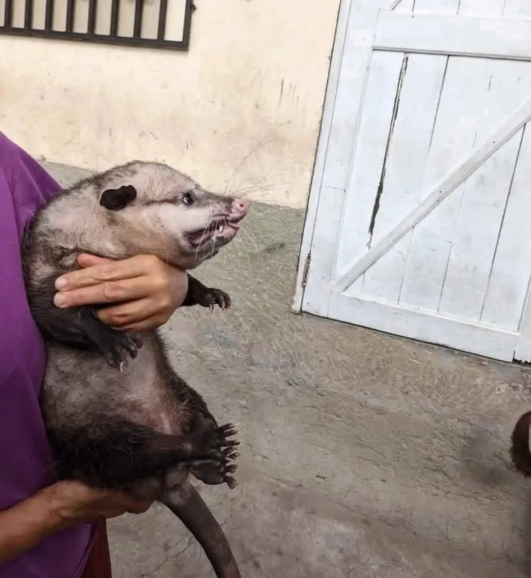 hondureña que tiene un tacuazín como mascota