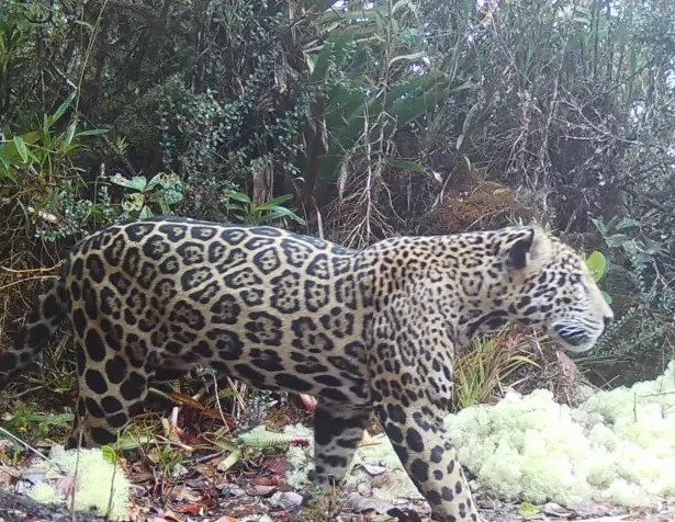 Foto del jaguar de la nube avistado en Honduras