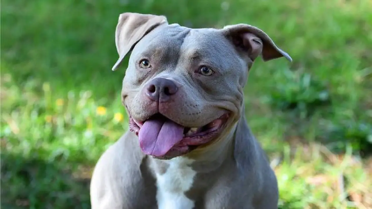 ataque pitbull